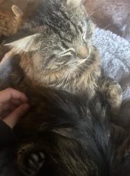 Lost Male Cat last seen Cedar lane, Vienna, VA 22180
