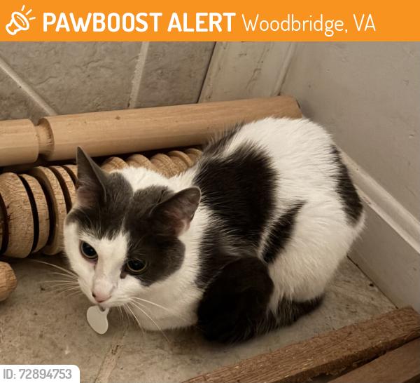 Found/Stray Female Cat last seen W Longview Dr, Woodbridge, VA, Woodbridge, VA 22191