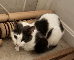 Found/Stray Female Cat last seen W Longview Dr, Woodbridge, VA, Woodbridge, VA 22191