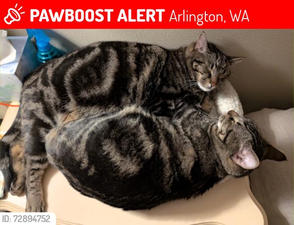 Lost Male Cat last seen 5th Ave NW, Arlington, WA 98223