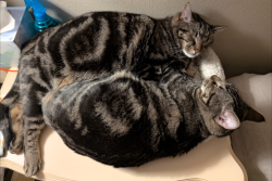 Lost Male Cat last seen 5th Ave NW, Arlington, WA 98223