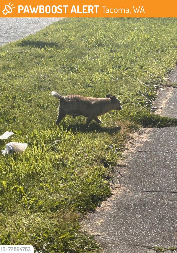 Found/Stray Unknown Dog last seen S 19th street between Cushman and Sheridan, Tacoma, WA 98405