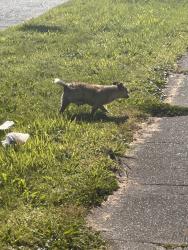 Found/Stray Unknown Dog last seen S 19th street between Cushman and Sheridan, Tacoma, WA 98405