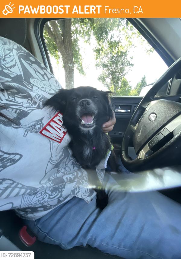 Found/Stray Unknown Dog last seen Fig Garden Loop Baseball park/dog park, Fresno, CA 93711