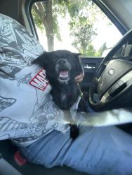 Found/Stray Unknown Dog last seen Fig Garden Loop Baseball park/dog park, Fresno, CA 93711