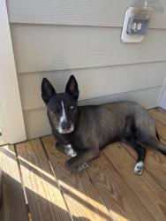 Lost Male Dog last seen Lawndale Dr & Pisgah Church, Greensboro, NC 27455