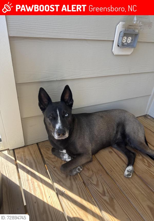 Lost Male Dog last seen Lawndale Dr & Pisgah Church, Greensboro, NC 27455
