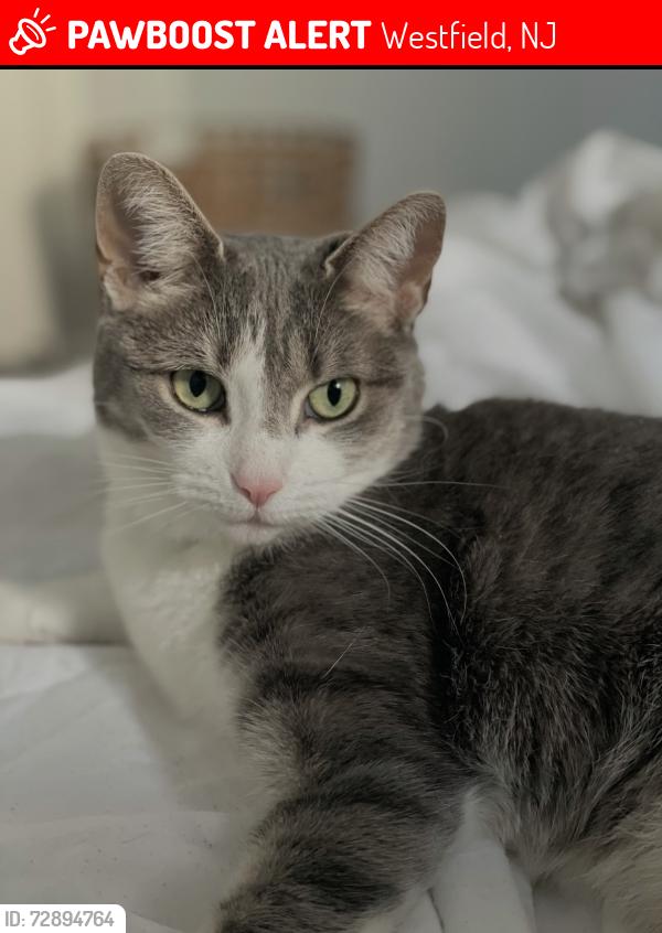 Lost Female Cat last seen N Euclid near Mindowaskin park, Westfield, NJ 07090