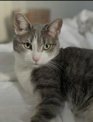 Lost Female Cat last seen N Euclid near Mindowaskin park, Westfield, NJ 07090