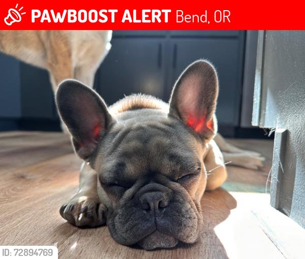 Lost Male Dog last seen Boyd Acres / Yardley ests, Bend, OR 97701