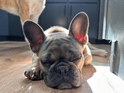 Lost Male Dog last seen Boyd Acres / Yardley ests, Bend, OR 97701