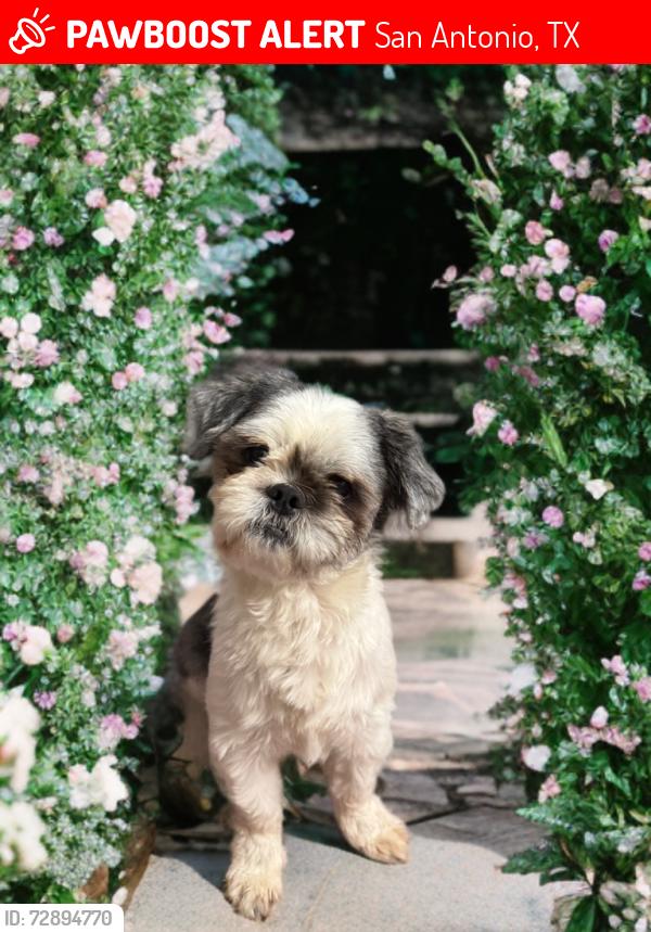 Lost Male Dog last seen Lancelot and King Arthur, San Antonio, TX 78218