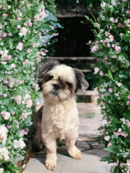 Lost Male Dog last seen Lancelot and King Arthur, San Antonio, TX 78218