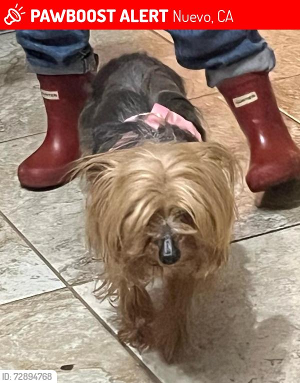 Lost Female Dog last seen Apricot Ave Gibson st, Nuevo, CA 92567