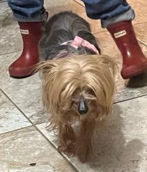 Lost Female Dog last seen Apricot Ave Gibson st, Nuevo, CA 92567