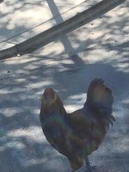 Found/Stray Unknown Bird last seen Newhall & Bayview Circle-SF, San Francisco, CA 94124