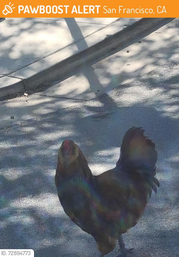 Found/Stray Unknown Bird last seen Newhall & Bayview Circle-SF, San Francisco, CA 94124