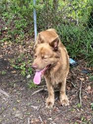 Found/Stray Male Dog last seen Ayers, Macon, GA 31210