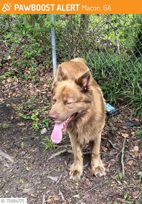 Found/Stray Male Dog last seen Ayers, Macon, GA 31210
