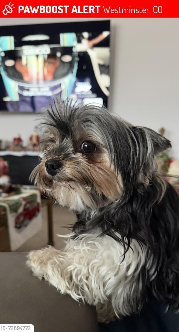 Lost Female Dog last seen 104th and Federal, NW quadrant, Westminster, CO 80031