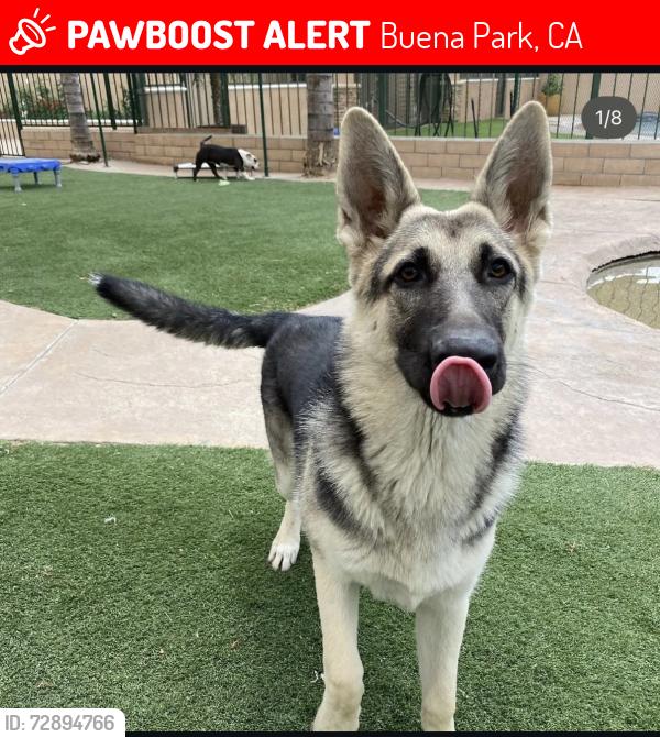 Lost Male Dog last seen Whitaker and Stanton , Buena Park, CA 90621