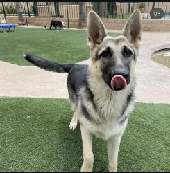 Lost Male Dog last seen Whitaker and Stanton , Buena Park, CA 90621