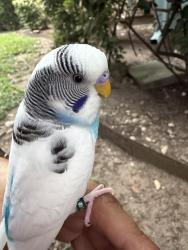 Found/Stray Unknown Bird last seen Oasis at palm creek apmt, Kyle, Texas , Kyle, TX 78640