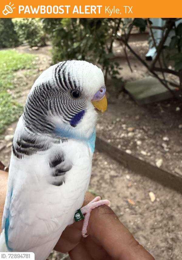Found/Stray Unknown Bird last seen Oasis at palm creek apmt, Kyle, Texas , Kyle, TX 78640