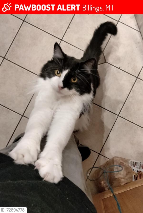 Lost Male Cat last seen 13th St W and Ave D, Billings, MT 59102
