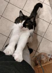 Lost Male Cat last seen 13th St W and Ave D, Billings, MT 59102