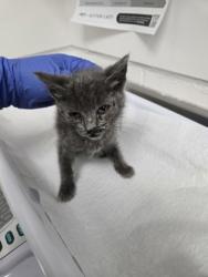 Shelter Stray Female Cat last seen Oakland, CA 94601, Oakland, CA 94601