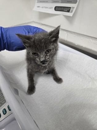Shelter Stray Female Cat last seen Oakland, CA 94601, Oakland, CA 94601