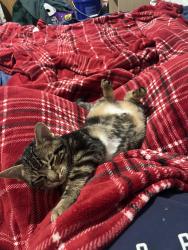 Lost Male Cat last seen Near s poplar st , Spokane, WA 99224