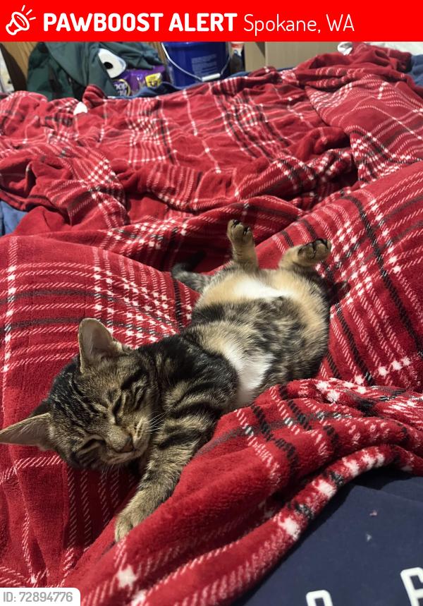 Lost Male Cat last seen Near s poplar st, Spokane, WA 99224