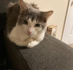 Reunited Female Cat last seen Near Primrose Way, Warren, NJ 07059