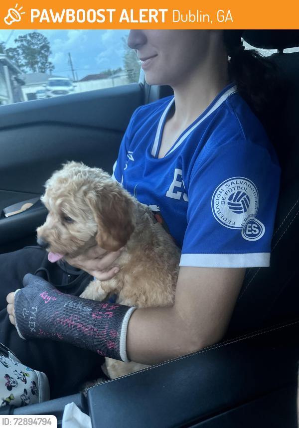 Found/Stray Female Dog last seen Gadsan earnest, Dublin, GA 31021