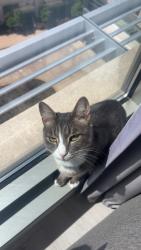 Lost Male Cat last seen Brier Creek Plaza, Raleigh, NC 27617