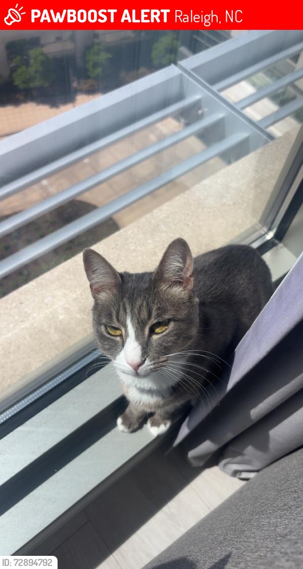 Lost Male Cat last seen Brier Creek Plaza, Raleigh, NC 27617