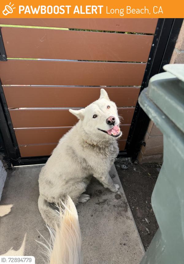 Found/Stray Female Dog last seen N Pacific Ave & W 36th St, Long Beach, CA 90807