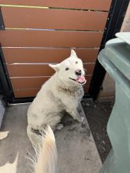 Found/Stray Female Dog last seen N Pacific Ave & W 36th St, Long Beach, CA 90807
