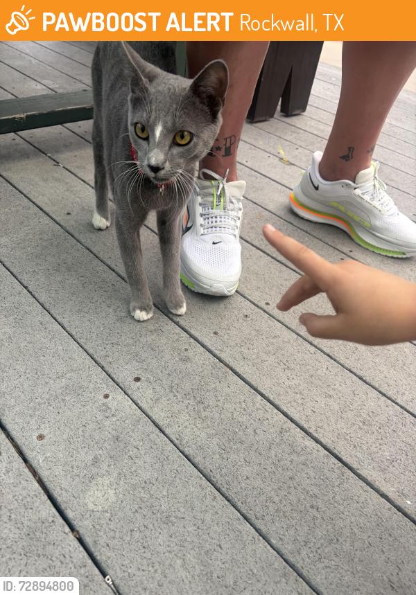 Found/Stray Unknown Cat last seen Snuffers Rockwall, Rockwall, TX 75087