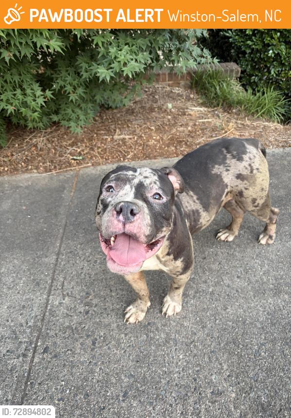 Found/Stray Male Dog last seen Arbor apmts , Winston-Salem, NC 27104
