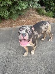 Found/Stray Male Dog last seen Arbor apmts , Winston-Salem, NC 27104