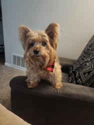 Lost Male Dog last seen Fulton ave, Sacramento, CA 95865