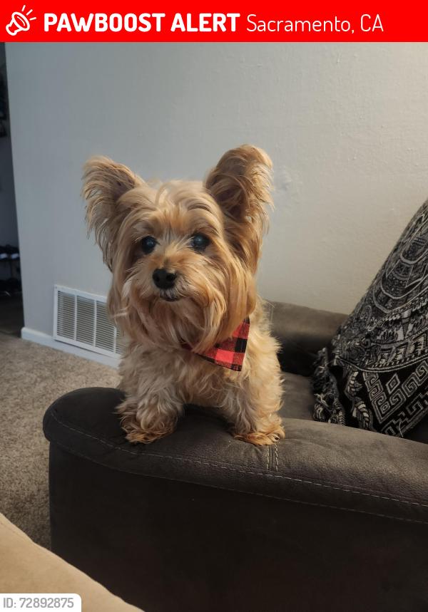 Lost Male Dog last seen Fulton ave, Sacramento, CA 95865