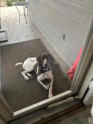 Reunited Female Dog last seen Ridge and Wilmeth, McKinney, TX 75070