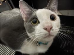 Reunited Male Cat last seen Clarendon ave, Phoenix, AZ 85086