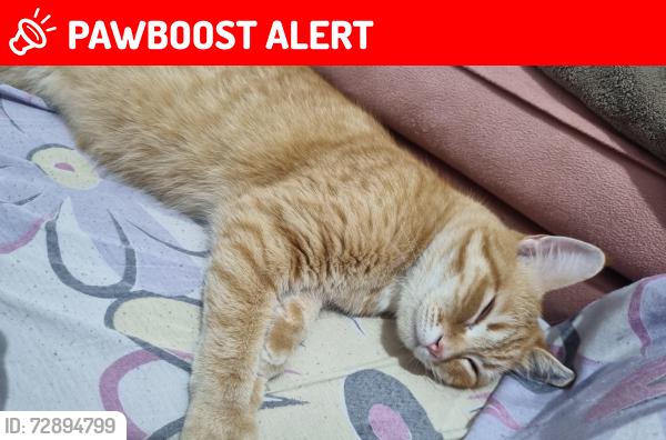 Lost Male Cat last seen Av eliseu de Almeida , Jardim Celeste, SP 05527-110