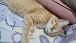 Lost Male Cat last seen Av eliseu de Almeida , Jardim Celeste, SP 05527-110
