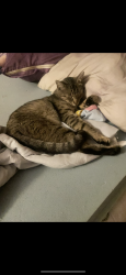 Lost Male Cat last seen April court , New Iberia, LA 70560